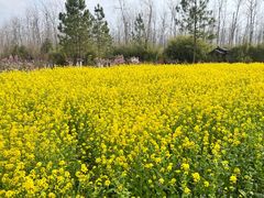 -合肥滨湖国家森林公园