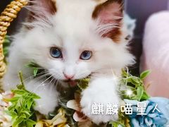 -十年猫舍·猫咪专门店(普陀店)