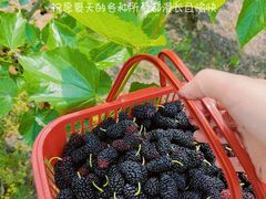 -御林古桑园