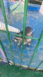 -萌宠亲子动物乐园(槐房万达店)