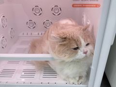 -爱洗澡的猫(天河路店)