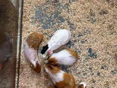 -上海大自然野生昆虫馆(东方明珠·爬宠昆虫探索中心)