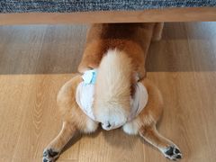 -南京Hallo宠物乐园·哈罗犬舍·柴犬繁育基地