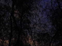 -昆山城市生态森林公园