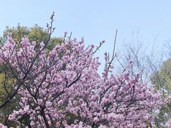-梅花山(明孝陵内)