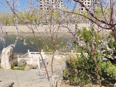 -桃花堤公园