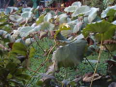 android_upload_pic-荷香居(洞企石路店)