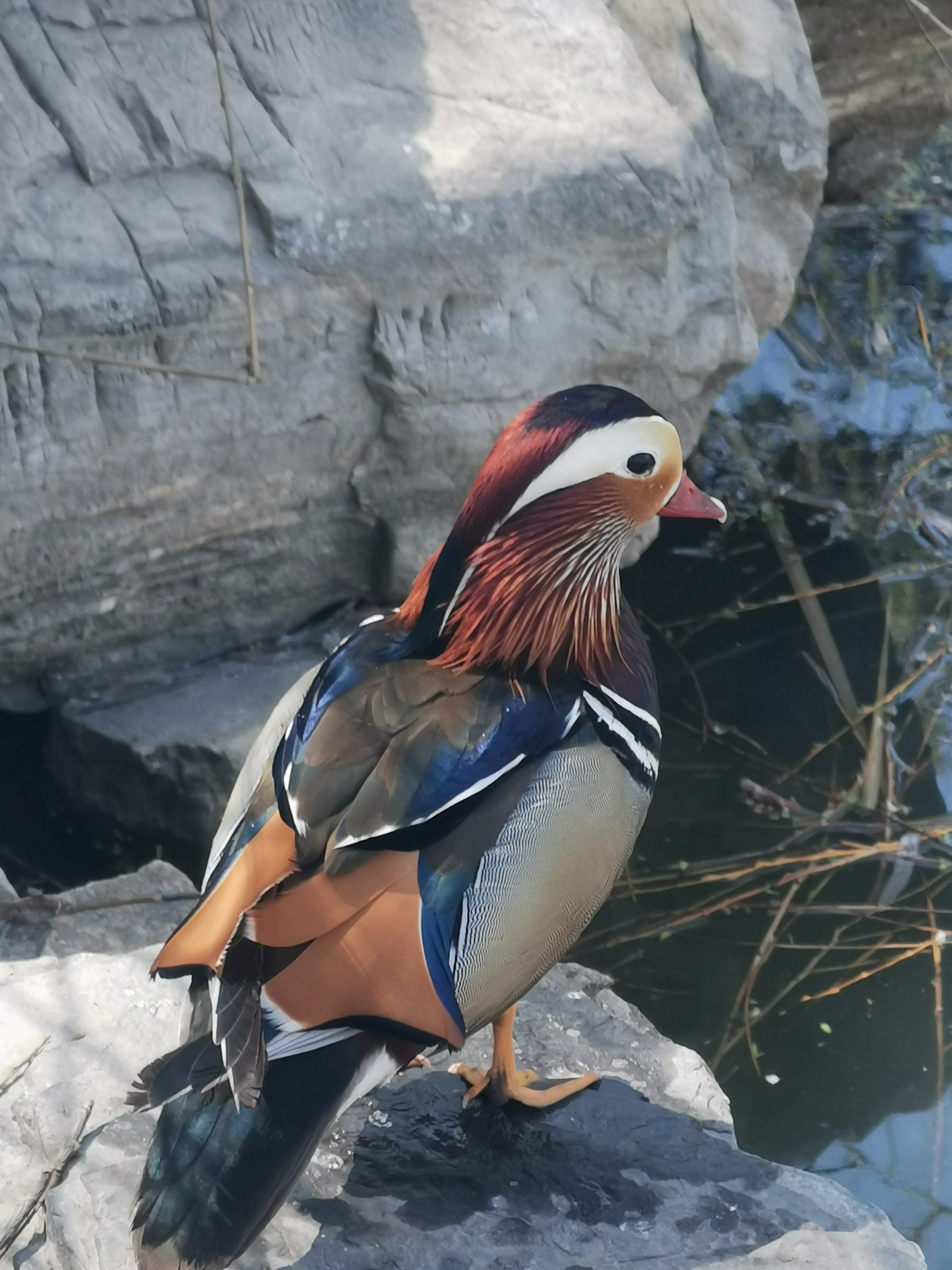 小鸳鸯是真漂亮啊