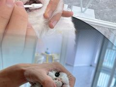 -爱洗澡的猫(天河路店)