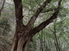 -南山植物园
