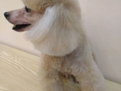 -芭比堂动物医院·24小时·眼科中心(深圳中心)