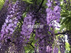 -嘉定紫藤园