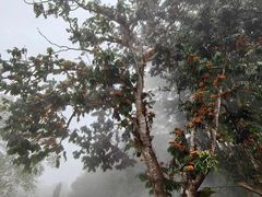 -西双版纳原始森林公园