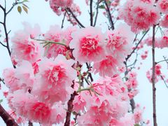 -天适樱花悠乐园