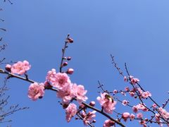 -香雪海