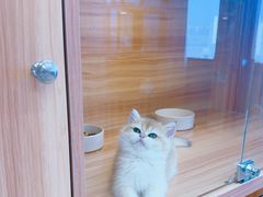 -猫十亿·布偶金渐层·曼基康矮脚猫舍(青年路店)