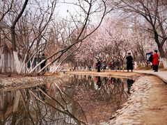 -桃花堤公园