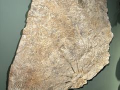-遇见博物馆(遇见海洋沉浸式奇幻光影展)