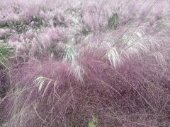 -熊猫家新派川菜(百里一·龙兴集店)