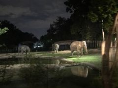 -清迈夜间动物园