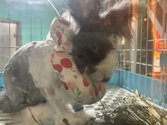 -雨林宠物医院 非犬猫异宠专科