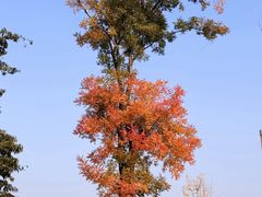 -白鹭湾湿地公园