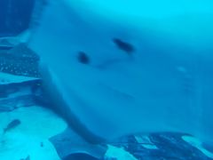 -迪拜帆船酒店海底餐厅