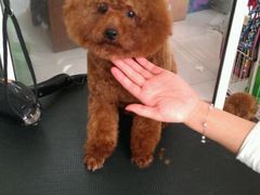 -唐小姐の猫狗洗护·购宠旗舰店(周浦万达店)