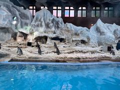 -帝企鹅自助餐厅•儿童岛•真企鹅(长隆企鹅酒店)