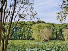 -同里国家湿地公园