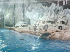 -帝企鹅自助餐厅•儿童岛•真企鹅(长隆企鹅酒店)