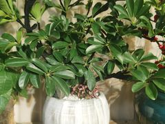 -亭亭鲜花店(中山北路店)