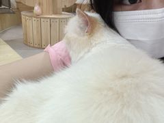 -Heymao猫咖.咖啡厅(东门店)