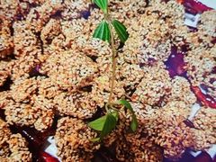 -世贸万锦大酒店·江南春中餐