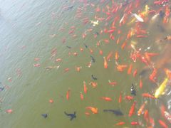 -白洋淀景区