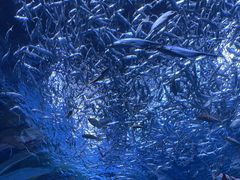 -海合安成都极地海洋公园