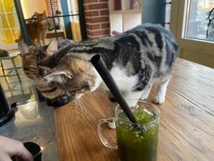 -猫小院猫主题餐厅(南锣旗舰店)