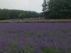 -富田农场
