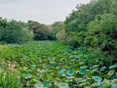 -上海海湾国家森林公园