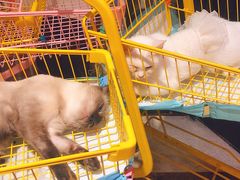 -猫色咖啡·猫咖