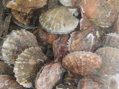 -宾朋海鲜特色美食餐厅·纯手工鲅鱼水饺(兴海路店)