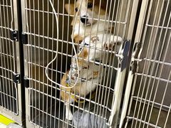 -艾贝尔宠物医院 ·内科全科(梁溪路店)