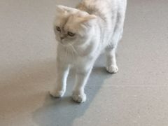 -飞行喵MR PILOT|猫舍·猫咖(静安大融城店)