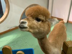 -藦茜花园宠物主题亲子互动体验馆(国顺东路店)