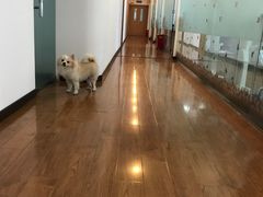 -上海康怡口腔门诊部Alpha Dental