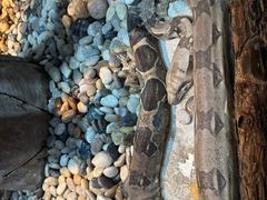 -石家庄市动物园