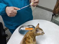 -中农国际动物医院24小时·猫科·骨科·急重症中心