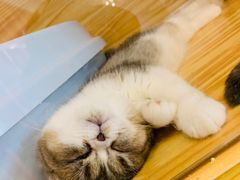 -藏猫猫咖啡主题馆(中央大道店)