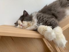 -Catmate·猫肥家润(金润铂宫店)