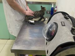 -米苏动物医院·犬猫专科·骨科外科内窥镜